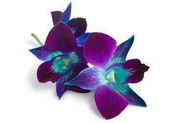 Fototapeta254 x 184  orchid, 254 x 184 cm
