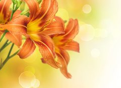 Fototapeta vliesov 100 x 73, 33384107 - Yellow Lily Flower border design