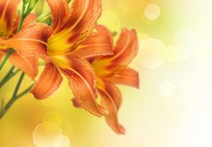 Fototapeta pltno 174 x 120, 33384107 - Yellow Lily Flower border design - lut kvtu Lily Flower design