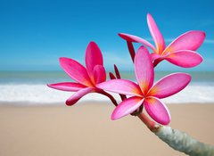 Samolepka flie 100 x 73, 33453056 - Plumeria flowers on the beach - Plumeria kvtiny na pli