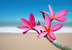 Fototapeta papr 184 x 128, 33453056 - Plumeria flowers on the beach - Plumeria kvtiny na pli