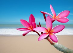 Fototapeta papr 254 x 184, 33453056 - Plumeria flowers on the beach