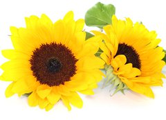 Fototapeta160 x 116  Sonnenblumen, 160 x 116 cm