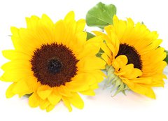 Samolepka flie 200 x 144  Sonnenblumen, 200 x 144 cm
