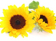Samolepka flie 270 x 200, 33524592 - Sonnenblumen - slunenice