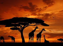 Samolepka flie 100 x 73, 33526159 - herd of giraffes in the setting sun