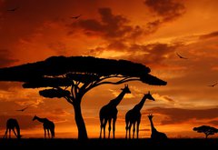 Samolepka flie 145 x 100, 33526159 - herd of giraffes in the setting sun