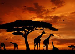 Fototapeta papr 254 x 184, 33526159 - herd of giraffes in the setting sun - stdo iraf na zapadajcm slunci