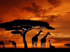 Fototapeta vliesov 270 x 200, 33526159 - herd of giraffes in the setting sun