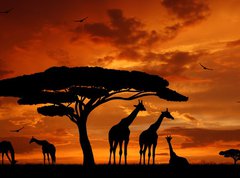 Fototapeta pltno 330 x 244, 33526159 - herd of giraffes in the setting sun