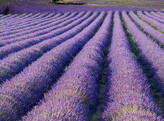 Fototapeta330 x 244  Champs de lavande, 330 x 244 cm