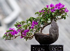 Fototapeta vliesov 100 x 73, 33573246 - Flower of a bougainvillea