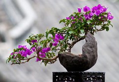 Samolepka flie 145 x 100, 33573246 - Flower of a bougainvillea