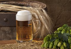 Fototapeta145 x 100  beer with barley and hops, 145 x 100 cm