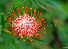 Samolepka flie 100 x 73, 33831777 - PIncushion protea pink and orange