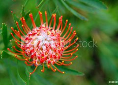 Fototapeta160 x 116  PIncushion protea pink and orange, 160 x 116 cm