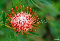 Fototapeta174 x 120  PIncushion protea pink and orange, 174 x 120 cm