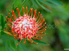 Fototapeta vliesov 270 x 200, 33831777 - PIncushion protea pink and orange