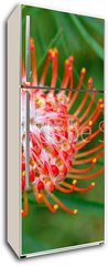 Samolepka na lednici flie 80 x 200  PIncushion protea pink and orange, 80 x 200 cm