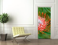 Samolepka na dvee flie 90 x 220  PIncushion protea pink and orange, 90 x 220 cm