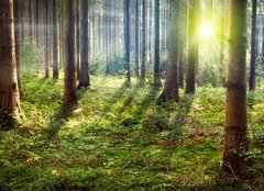 Fototapeta pltno 240 x 174, 33862548 - Forest Sunset - Lesn slunce