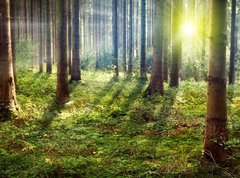 Samolepka flie 270 x 200, 33862548 - Forest Sunset