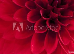 Samolepka flie 100 x 73, 33891278 - Dahlia - Jiina