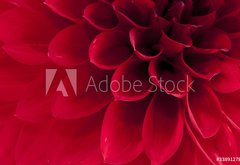 Samolepka flie 145 x 100, 33891278 - Dahlia