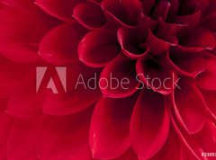 Samolepka flie 270 x 200, 33891278 - Dahlia