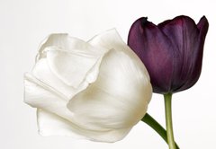 Fototapeta145 x 100  colors tulip, 145 x 100 cm