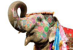 Samolepka flie 145 x 100, 33964152 - hand painted elephant profile, Jaipur, Rajasthan,India - run malovan profil slon, Jaipur, Rajasthan, Indie