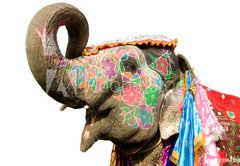 Fototapeta174 x 120  hand painted elephant profile, Jaipur, Rajasthan,India, 174 x 120 cm