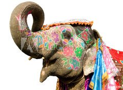 Fototapeta360 x 266  hand painted elephant profile, Jaipur, Rajasthan,India, 360 x 266 cm