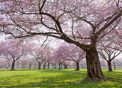 Fototapeta papr 160 x 116, 34040343 - Sakura