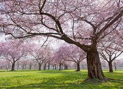 Fototapeta papír 254 x 184, 34040343 - Sakura