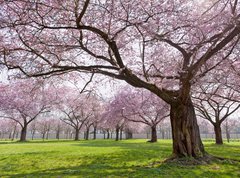 Fototapeta270 x 200  Sakura, 270 x 200 cm