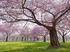 Fototapeta pltno 330 x 244, 34040343 - Sakura