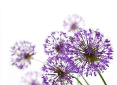 Fototapeta pltno 160 x 116, 34117562 - Beautiful Allium / abstract  on white