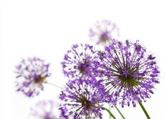 Samolepka flie 200 x 144, 34117562 - Beautiful Allium / abstract  on white