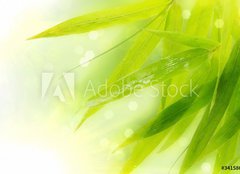 Fototapeta papr 254 x 184, 34158661 - Wet bamboo leaves on white background.