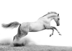 Samolepka flie 200 x 144, 34235049 - silver-white stallion on black