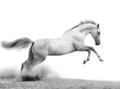 Fototapeta270 x 200  silver white stallion on black, 270 x 200 cm