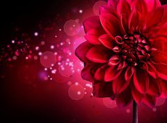 Fototapeta330 x 244  Dahlia Autumn flower design, 330 x 244 cm
