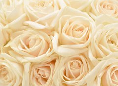 Samolepka flie 100 x 73  Beautiful white rose background, 100 x 73 cm