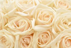Samolepka flie 145 x 100, 34255853 - Beautiful white rose background - Krsn pozad bl re