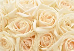 Samolepka flie 145 x 100, 34255853 - Beautiful white rose background