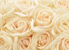 Fototapeta plátno 160 x 116, 34255853 - Beautiful white rose background - Krásné pozadí bílé růže