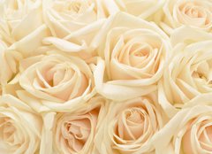 Fototapeta pltno 160 x 116, 34255853 - Beautiful white rose background