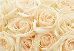 Fototapeta papr 184 x 128, 34255853 - Beautiful white rose background - Krsn pozad bl re