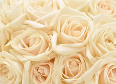 Fototapeta vliesov 200 x 144, 34255853 - Beautiful white rose background